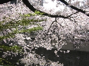 Cherry Blossoms -- Tokyo