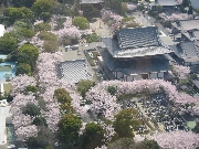 Shrine and cherry blossoms from Tokyo Tower