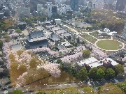 Shrine and Cherry blossoms in Tokyo from Tokyo Tower